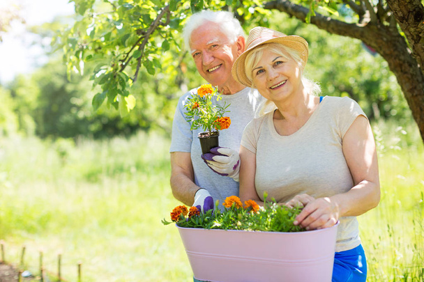 Senior couple gardening - Фото, изображение