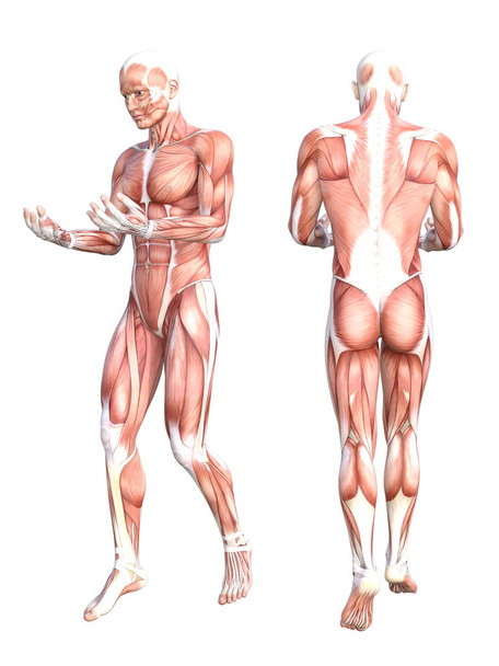 Conceptual human anatomy - Photo, Image