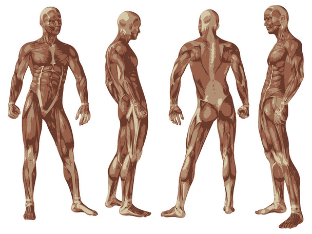 Fogalmi 3d emberi anatómia  - Fotó, kép