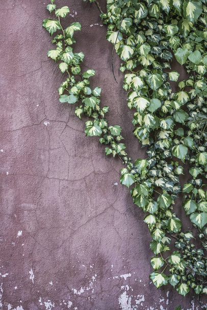 ivy leaves on wall with copy space - Φωτογραφία, εικόνα