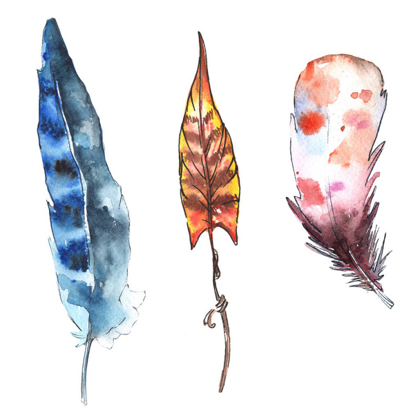 Watercolor feather for background - Foto, Imagen