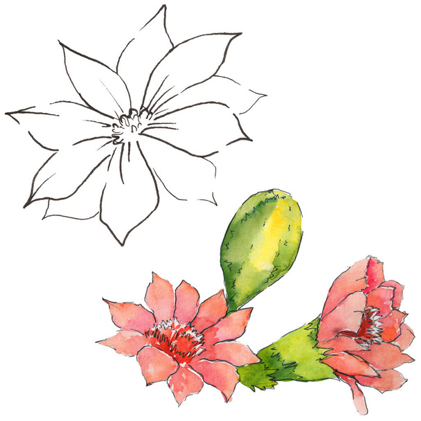 Luonnonvaraiset akvarellikaktuksen kukat
 - Valokuva, kuva