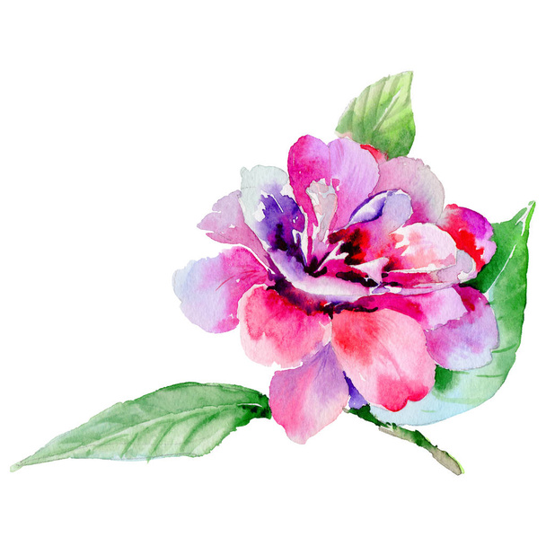 Wildflower camellia flower - Foto, Imagen