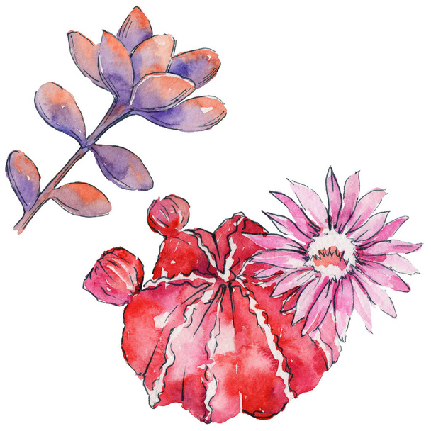watercolor cactus flowers - Foto, imagen