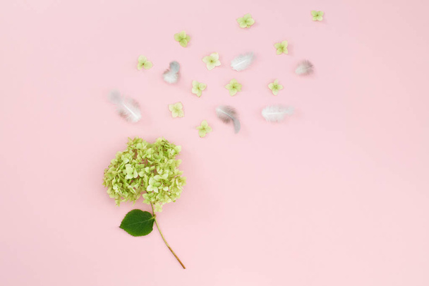 A branch of Hydrangea flower and feathers on a pink background - Photo, Image