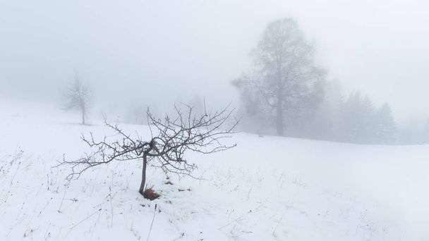 Árbol pequeño muerto en ambiente nevado de niebla gruesa
 - Foto, imagen
