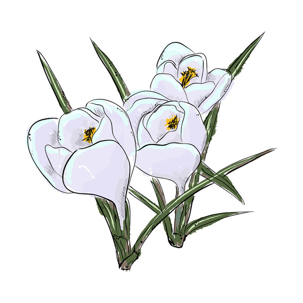 Snowdrops. Hand draw of flower. Vector illustration.  - Vector, Image