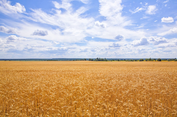 Weizenfeld gegen den blauen Himmel - Foto, Bild