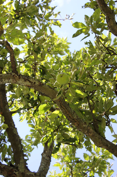 Appel-gyümölcsös egy almafa - Fotó, kép