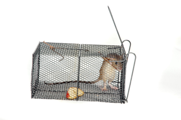 um rato em uma armadilha de metal
 - Foto, Imagem