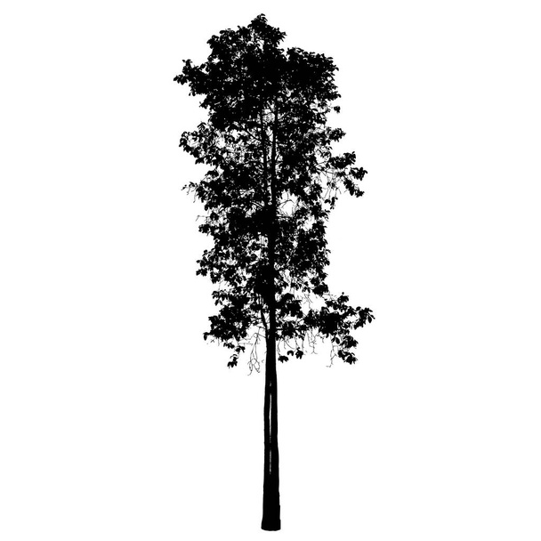 Sylwetka na białym tle na Backgorund biały drzewo: Vecrtor - Wektor, obraz