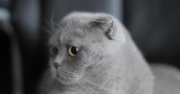 British shorthair cat - Πλάνα, βίντεο