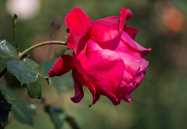 red rose flower in the garden - Foto, imagen
