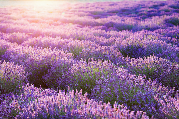 Lavendel blüht Feld bei Sonnenuntergang. - Foto, Bild