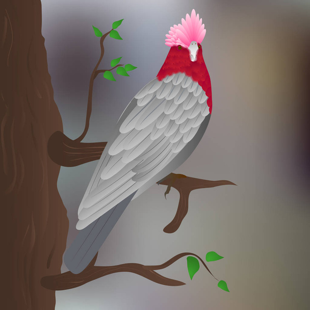 Красногрудый какаду
 - Вектор,изображение