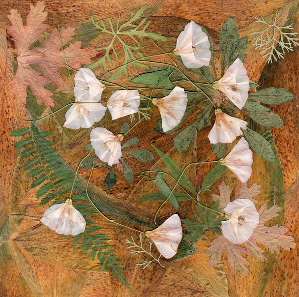 Background laid out of dried yellow and brown leaves of a lily o - Foto, Bild