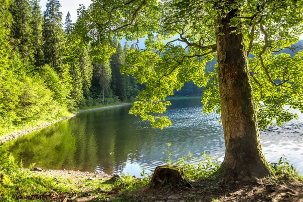 Стовбур дерева з яскраво-зеленим листям на березі озера
 - Фото, зображення