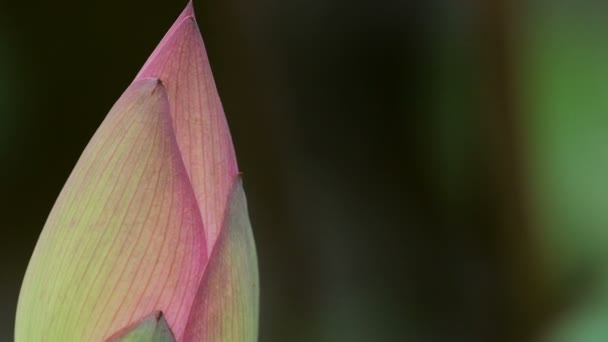 Gesloten lotusbloem in de wind - Video