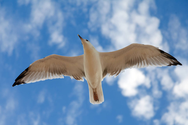 The gull in blue sky - 写真・画像