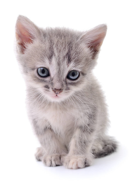 Small gray kitten. - Fotoğraf, Görsel