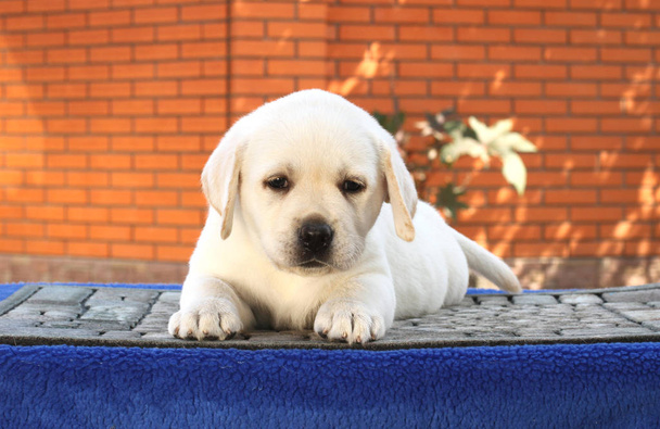 the little cute labrador puppy on a blue background - Photo, Image