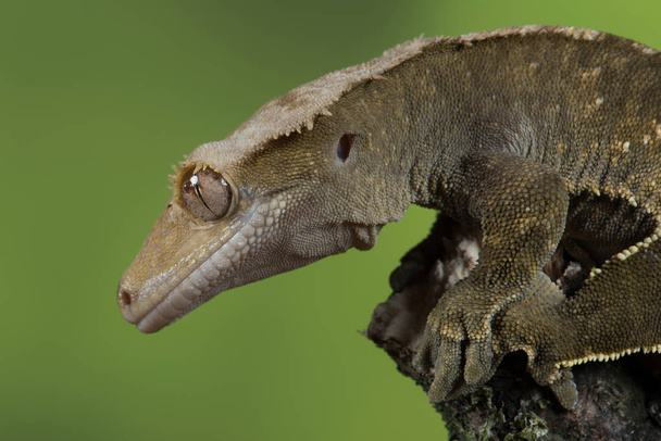 Detailní záběr chocholatý gecko - Fotografie, Obrázek