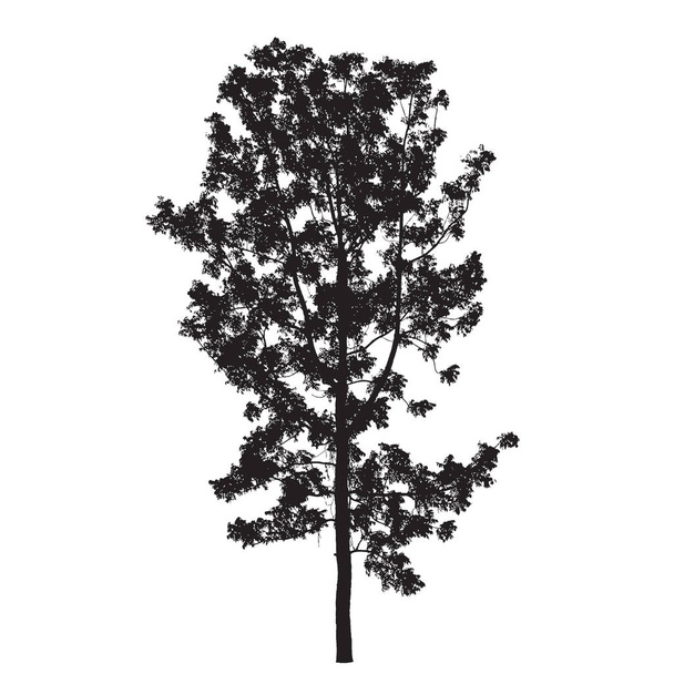 白 Backgorund に分離されたシルエットの木: Vecrtor - ベクター画像