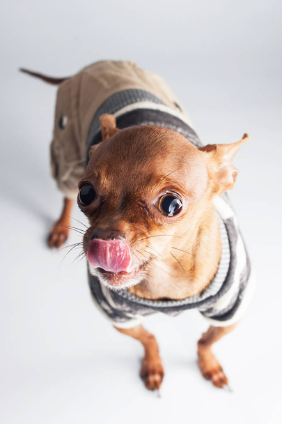 The toy terrier on white background isolated	 - 写真・画像