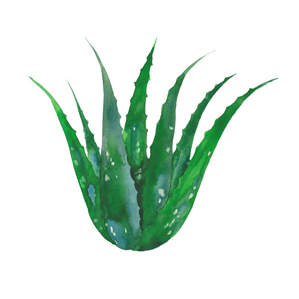 watercolor aloe vera - Fotografie, Obrázek