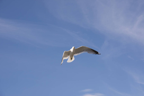 flying gull in Norway - Fotoğraf, Görsel