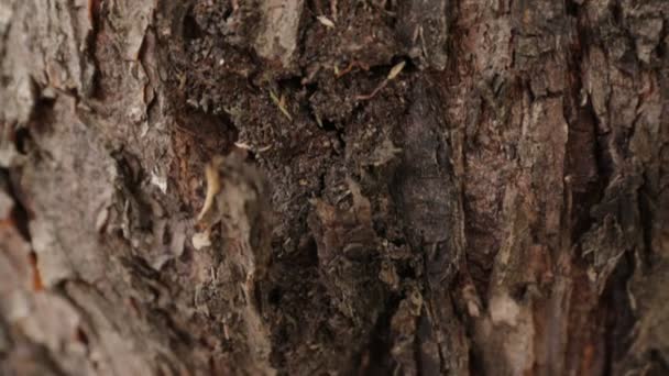 Mrówki wspinać się na drzewa - Materiał filmowy, wideo