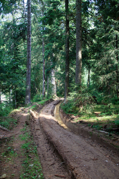 nasse Landstraße im grünen Karpatienwald, hohe Kiefern - Foto, Bild