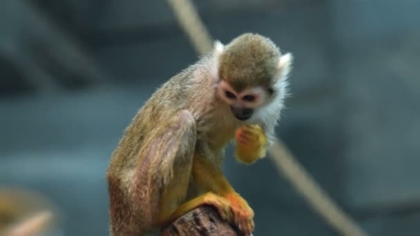 Squirrel monkey in the aviary - Πλάνα, βίντεο