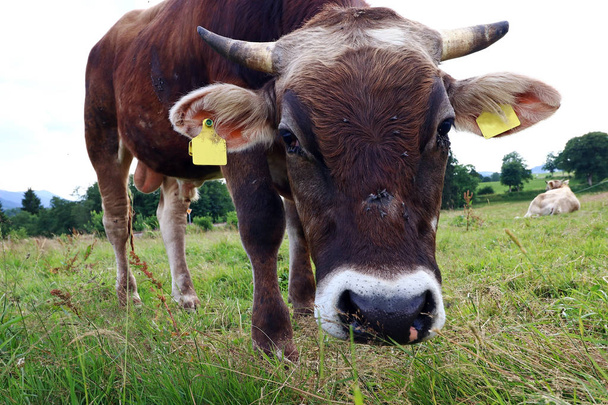 Amplia vista angular de un ganado macho marrón. Un toro joven en el pasto
 - Foto, imagen