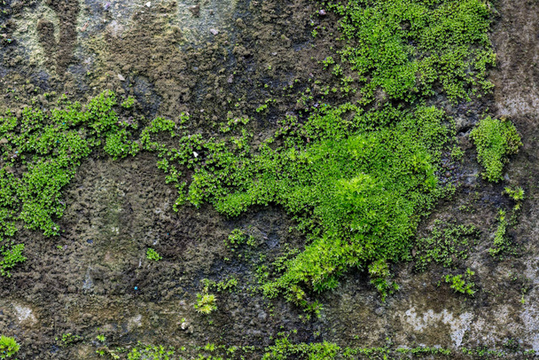 古い石壁の明るい緑の苔の写真。テクスチャまたは ba - 写真・画像