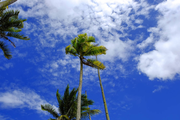 Δέντρο καρύδας και όμορφη φύση την ηλιόλουστη μέρα με θολό μπλε  - Φωτογραφία, εικόνα