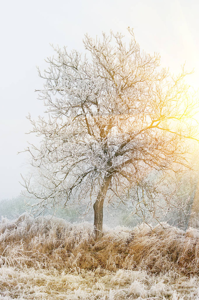 Frozen tree branches - Zdjęcie, obraz