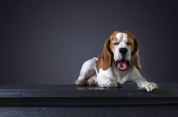 Portret van een oude gapende hond Beagle . - Foto, afbeelding