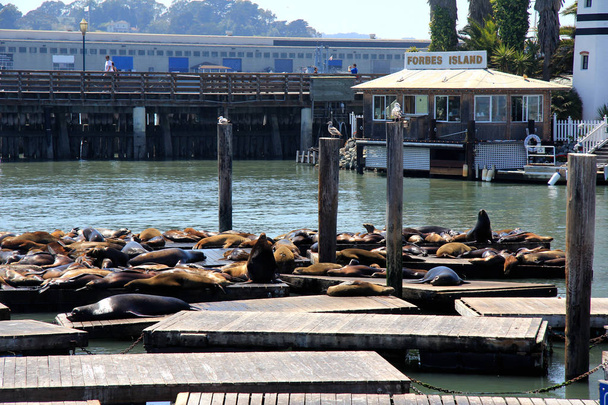 Ein Blick auf Pier 39 San Francisco USA - Foto, Bild