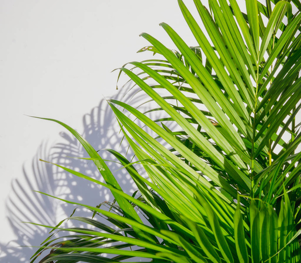 Palmový list a stíny na bílé stěně - Fotografie, Obrázek