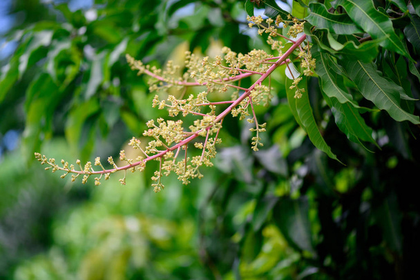 Κοντινό πλάνο του μάνγκο λουλούδια σε μια φάρμα, ένα υποκατάστημα της ταξιανθίας m - Φωτογραφία, εικόνα