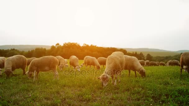 Stado owiec wypasu na pastwiskach u podnóża Karpat w Słowacji. - Materiał filmowy, wideo