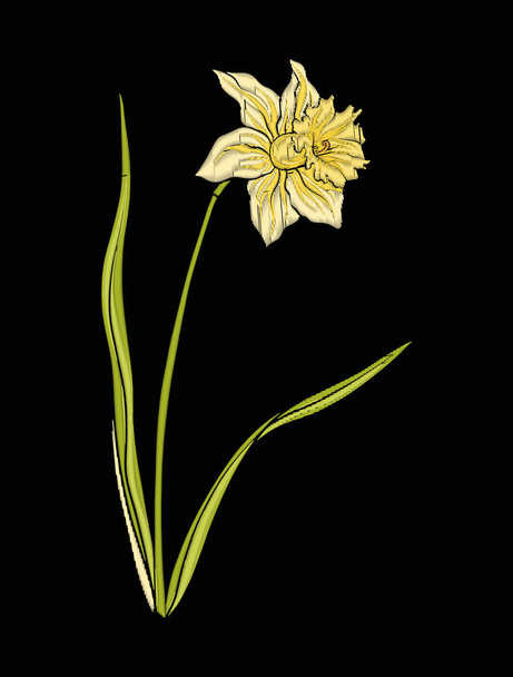 Daffodil flower for embroidery in botanical illustration style o - Vector, Imagen