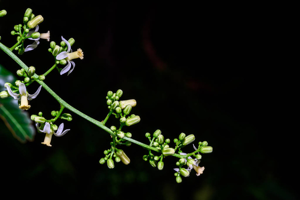 Close up of Neem flowers or Azadirachta indica flowers. A branch - Photo, Image