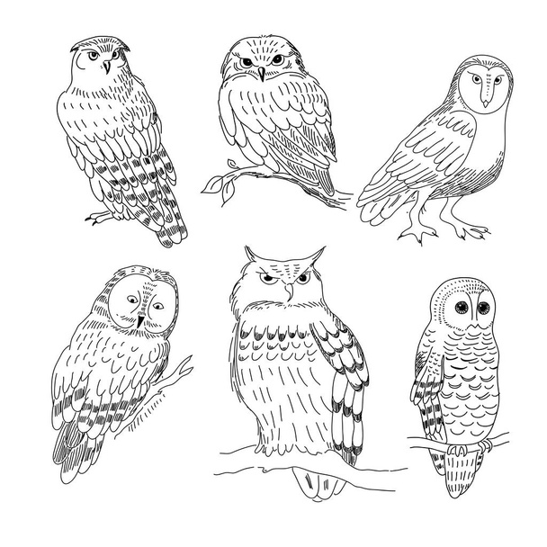 Set of images of owls painted in a realistic style - Διάνυσμα, εικόνα