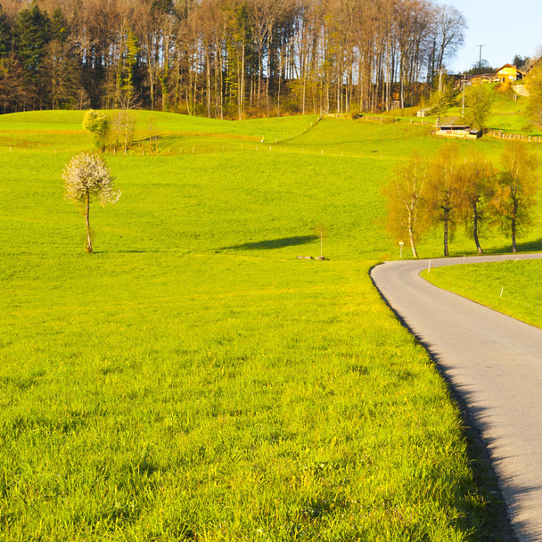 Camino de asfalto que conduce a la granja
  - Foto, Imagen