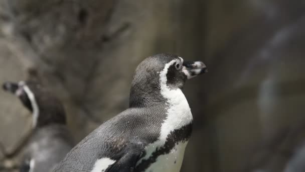 Humboldt penguin in the zoo - Séquence, vidéo