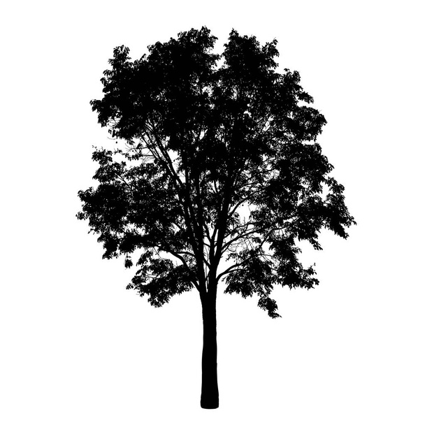 Sílhueta de árvore grande no fundo branco: vetor
 - Vetor, Imagem
