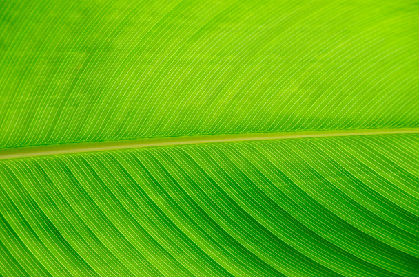 green leaf - Fotografie, Obrázek