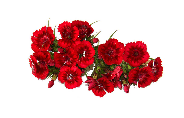 Las flores de encantadores claveles de colores pequeños
 - Foto, Imagen